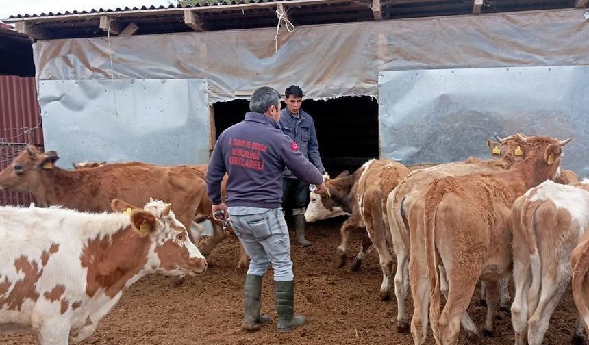 Vize’de Büyükbaş Hayvanlara Yönelik Sonbahar Aşılaması Sürüyor