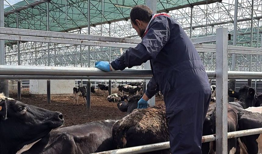Lüleburgaz’da Hayvancılık İşletmelerinde Aşılama ve Kontroller Sürüyor