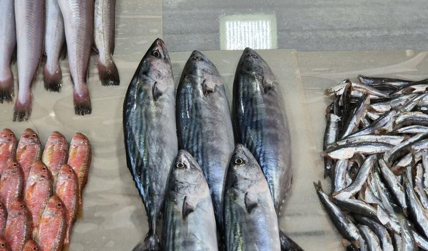 Sezonun ilk palamutları tezgaha geldi: Balıkçıların yüzü güldü