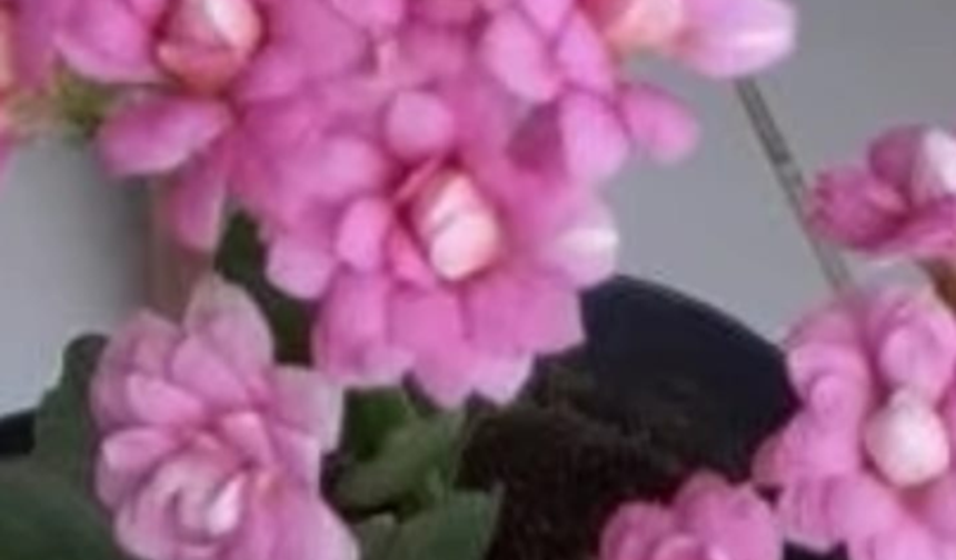 Pembe Çiçekler Ev ve Ofisleri Süslüyor