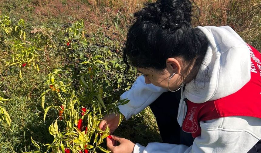Pehlivanköy’de Sebzelerde Gelişim Takibi