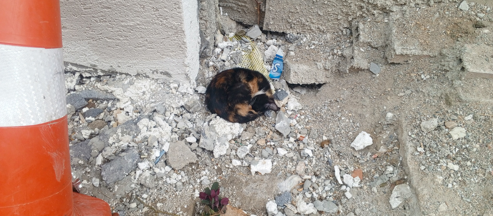 6D84F8F7 5E22 4663 Ae2C 8Fdc8Fa31726