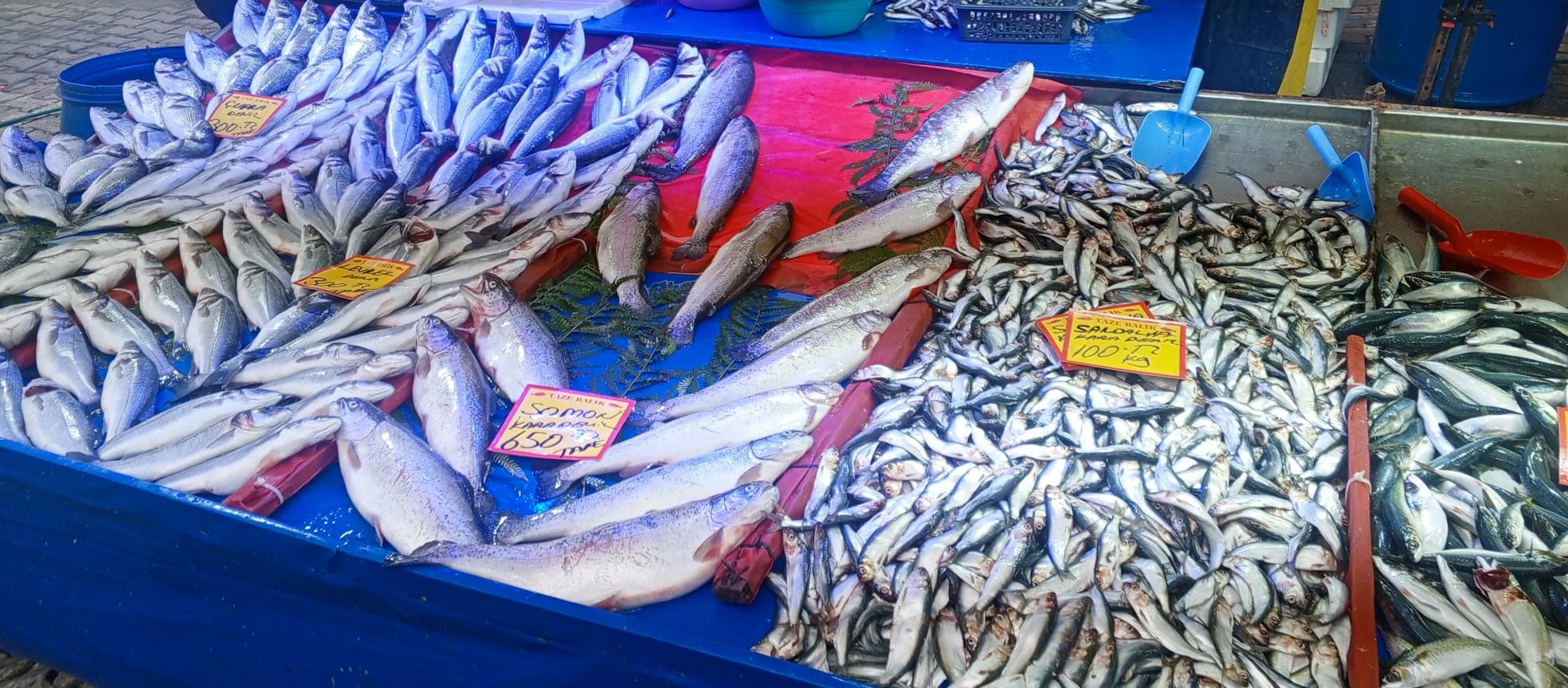 E4C03Ab0 71C7 42De Bc45 Ce78692534F2