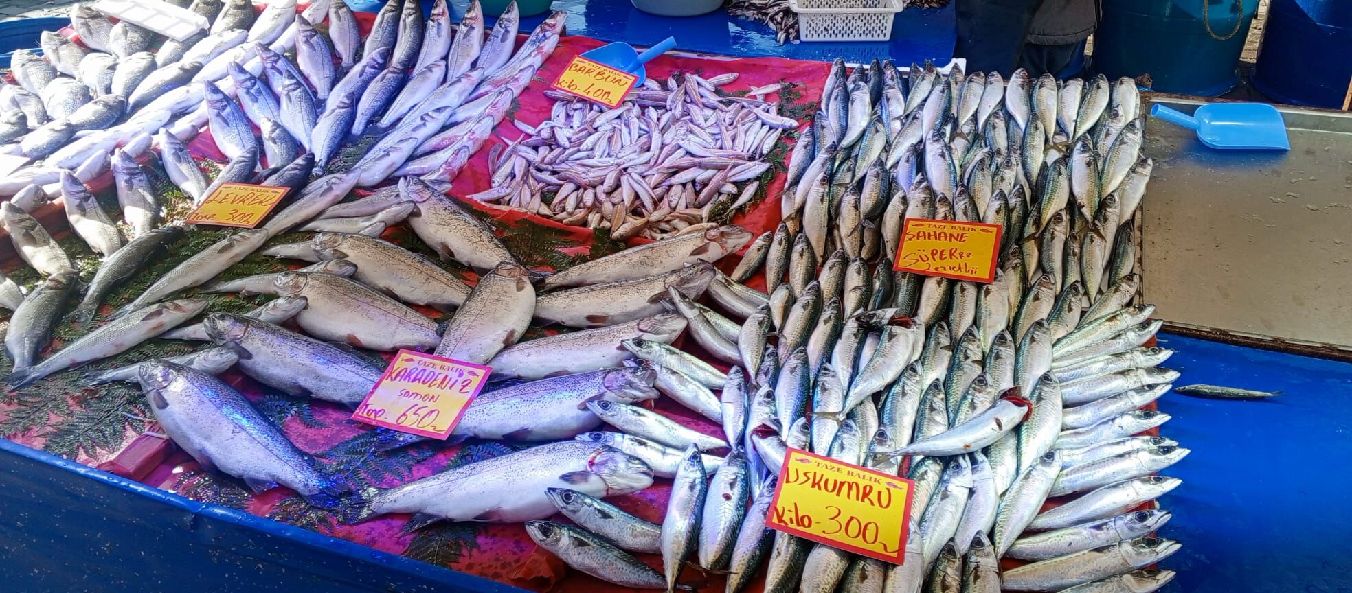 A6F08534 0Ed4 4Cc8 B300 29F86Ad6Cfd1