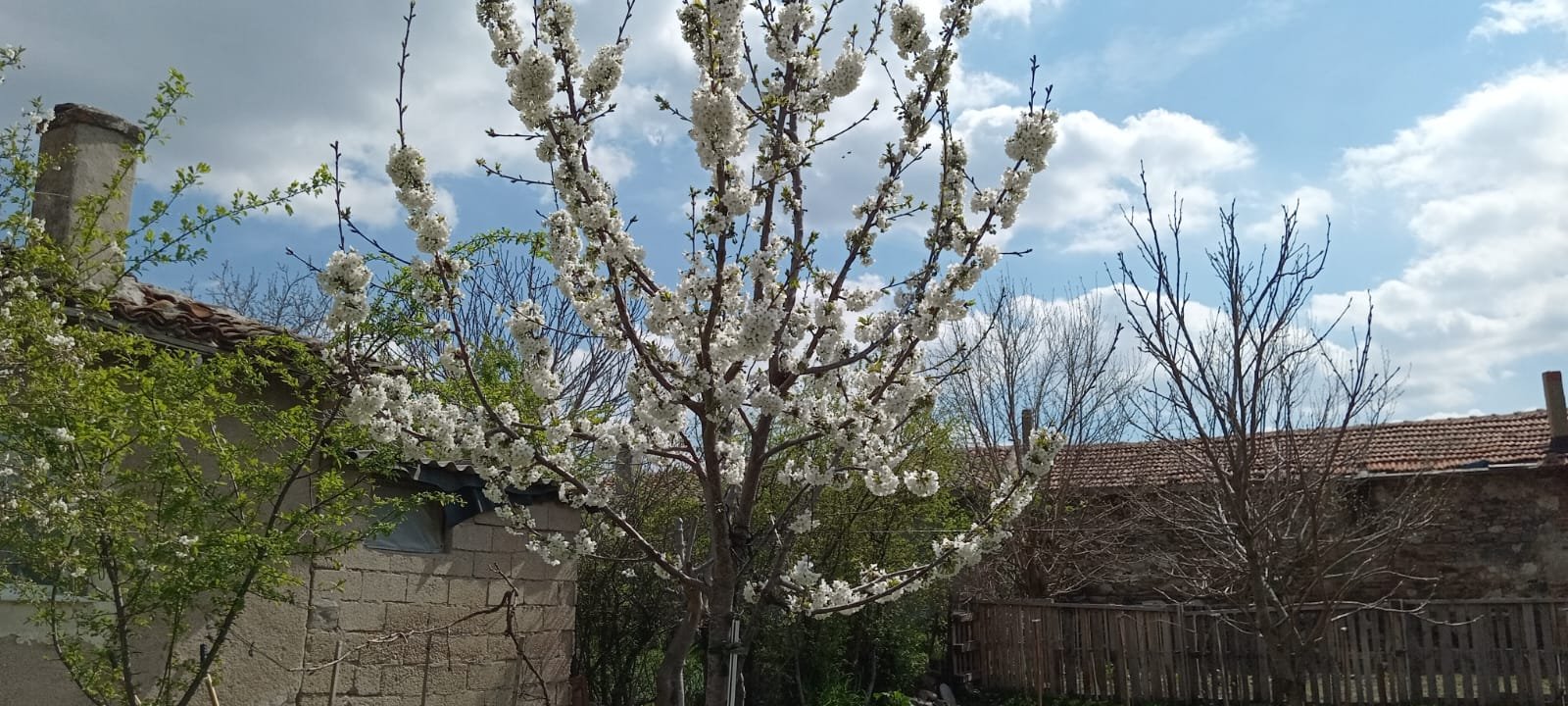 Kırklareli’nde Kiraz Ağaçları Çiçek Açtı