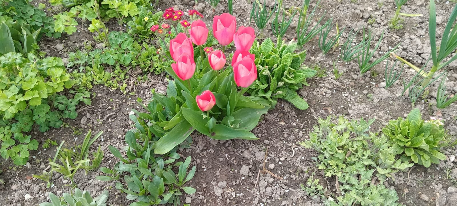 Kırklareli’nde Bahçeler Lalelerle Renklendi