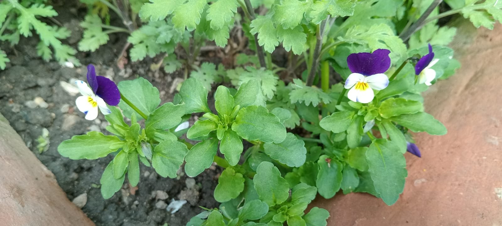 Kırklareli’nde Hercai Menekşelere Yoğun İlgi
