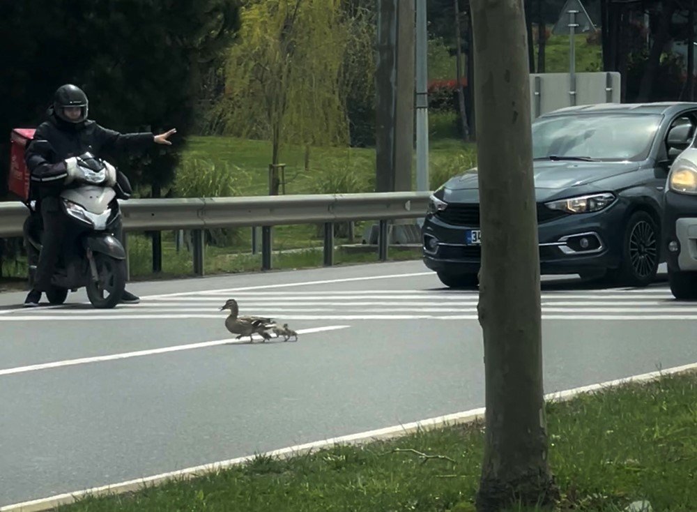 İstanbul’da ördeklerin güvenli geçişi için trafik durduruldu