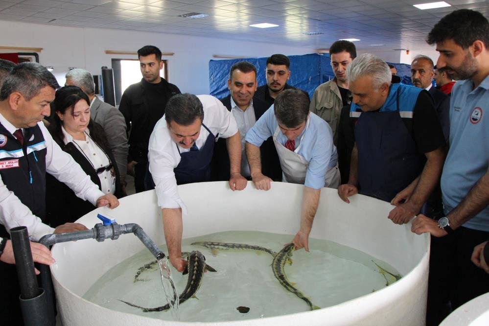 Bu balığın havyarı 'siyah inci': Karadeniz'e 8 bin adet dağıtılacak, çiple takip edilecek