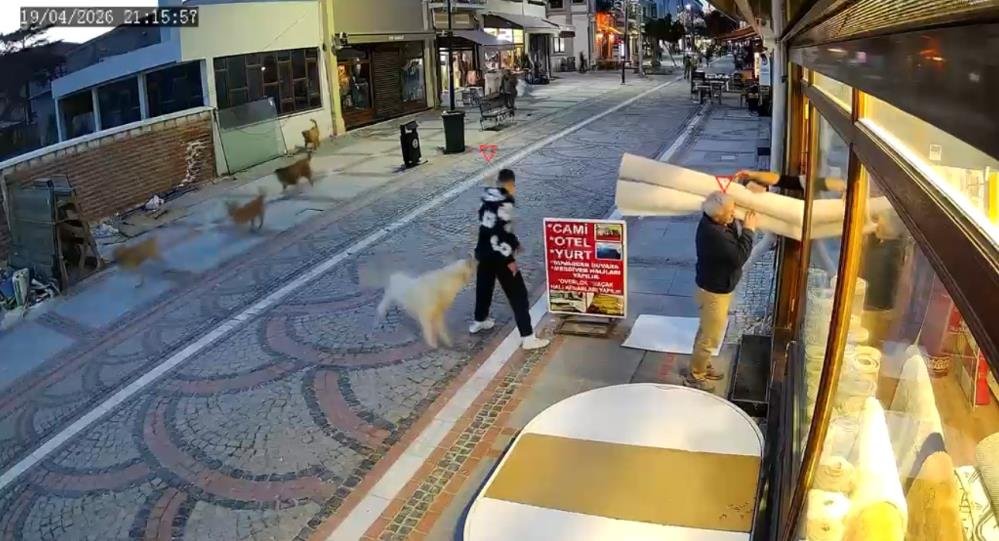 Edirne'de başıboş köpek saldırısı: 19 yaşındaki genç yaralandı