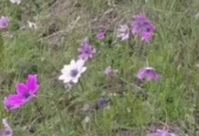 Kırklareli’nde Kır Çiçekleri Açtı