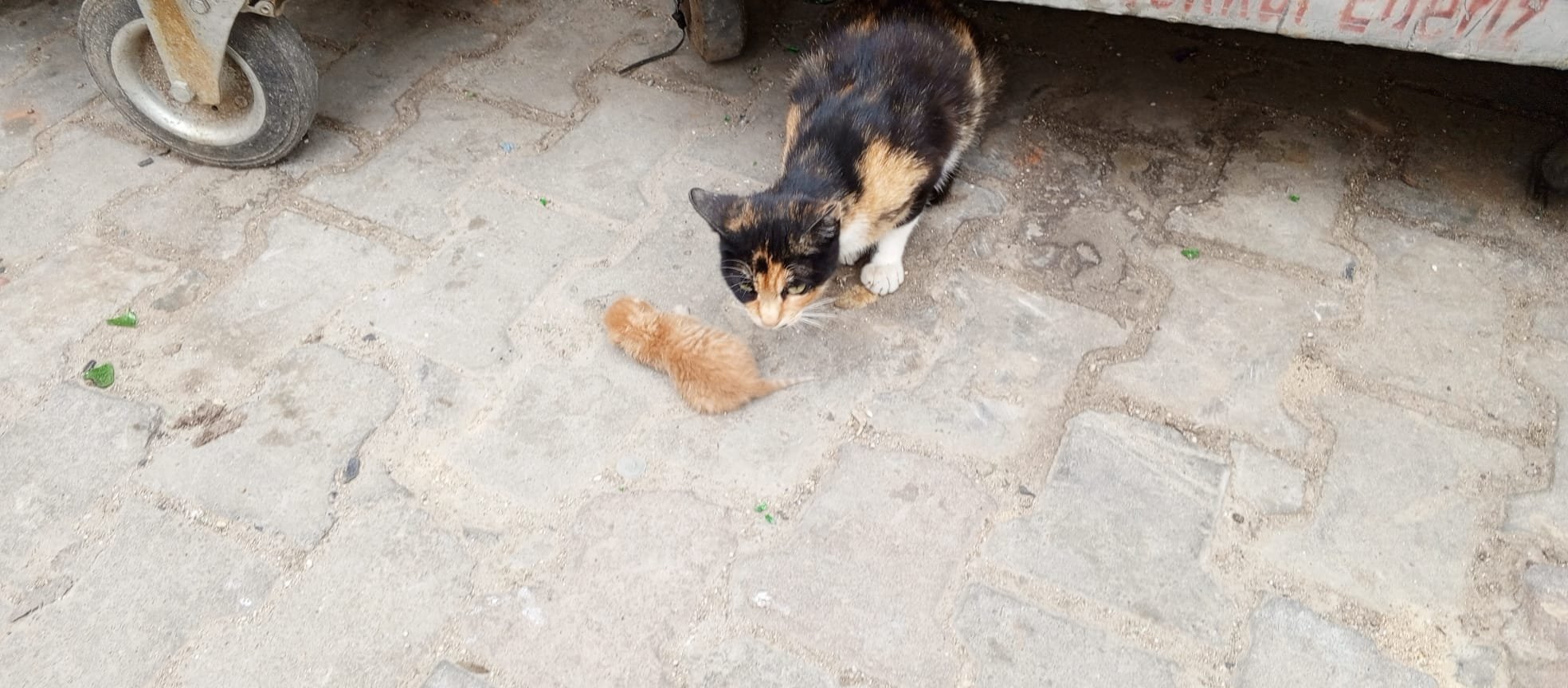Çöp Konteynerinin Yanında Yavrusuyla Bekleyen Kedi Yürek Burktu