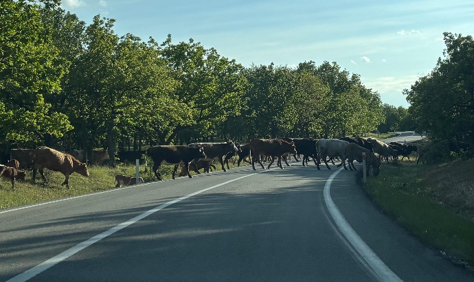Kırklareli’nde Sığır Sürüsü Yolu Kapattı