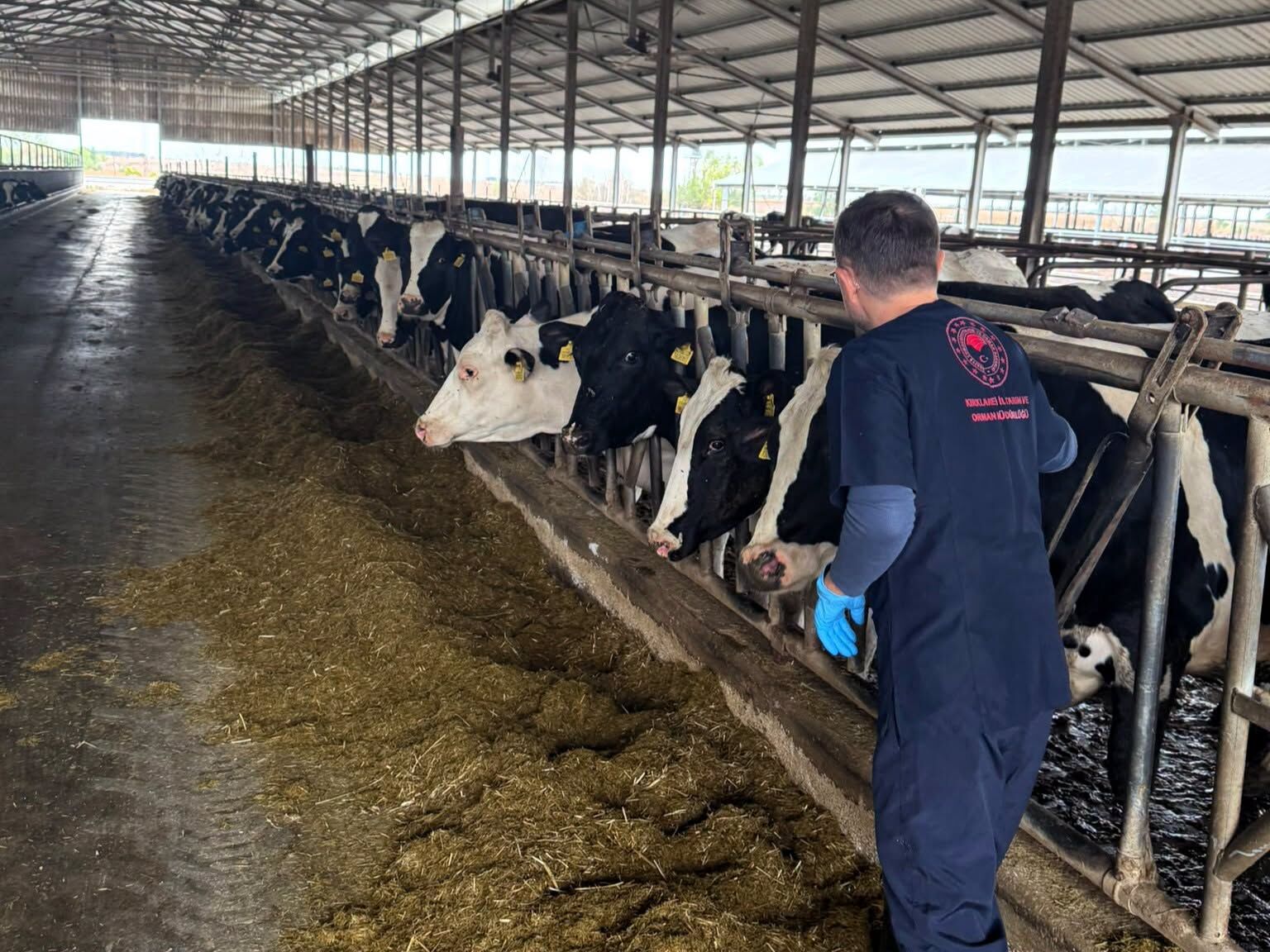 Lüleburgaz’da Büyükbaş Hayvanlara Sonbahar Aşılaması Sürüyor