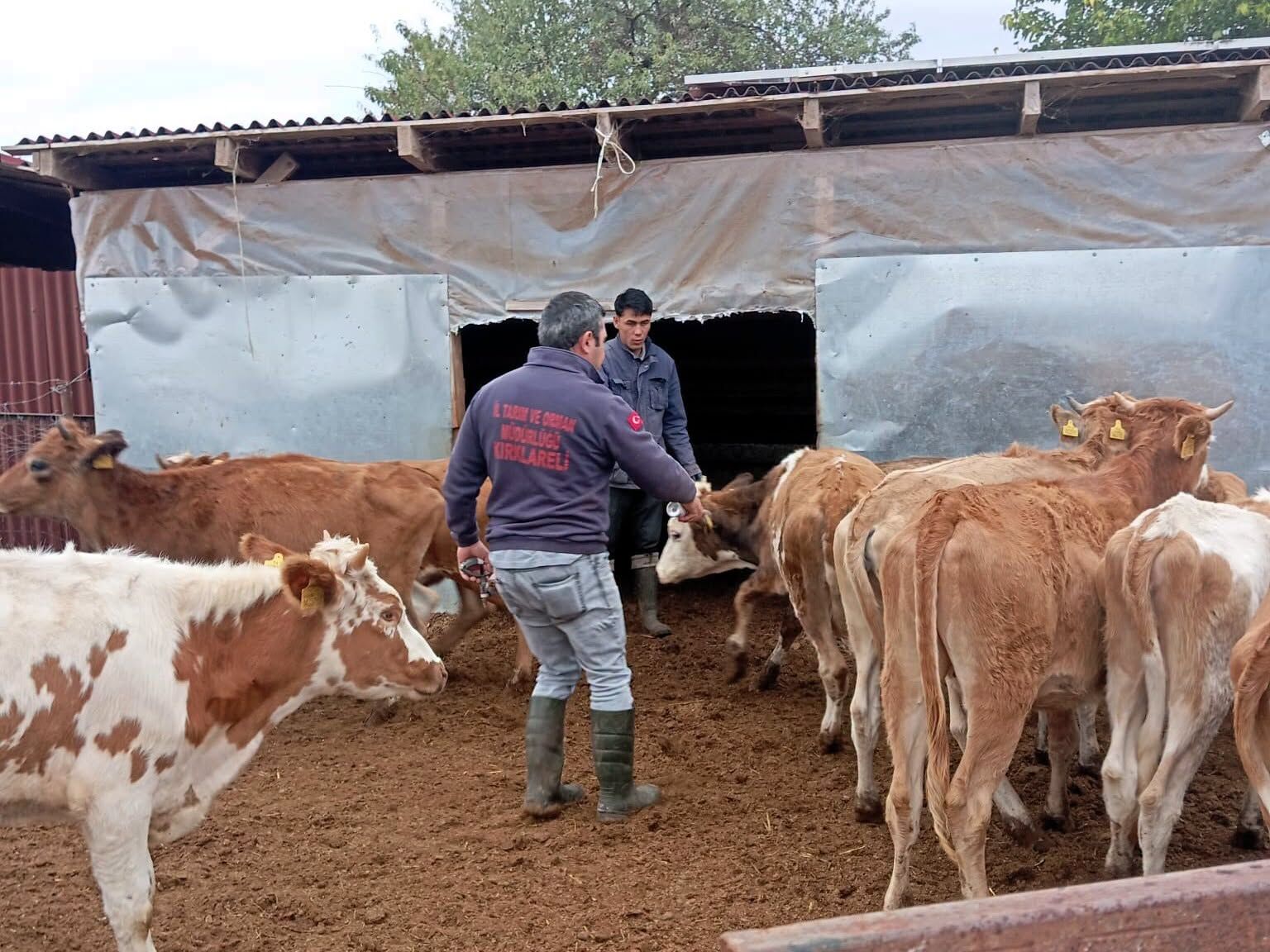 Vize’de Büyükbaş Hayvanlara Yönelik Sonbahar Aşılaması Sürüyor