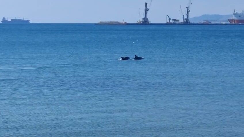 Tekirdağ açıklarında 2 yunus kameraya yansıdı