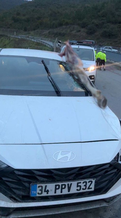İstanbul'da korkunç kaza: Atın kopan bacağı otomobile saplandı